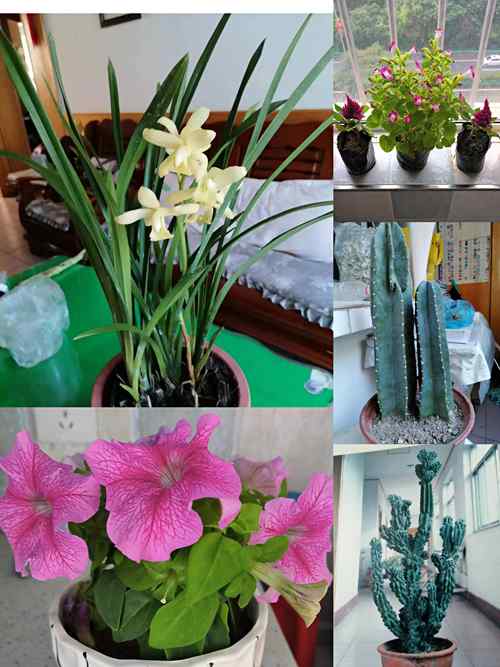 1742264557131554.jpg 1729841502799015000.jpg