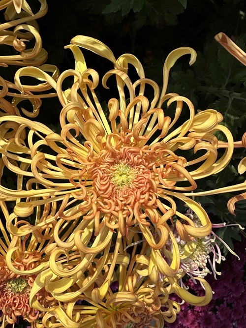 1742279448106155.jpg 1698736899147087415.jpg