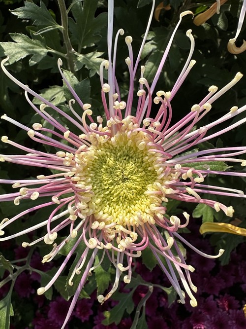 1742279453150524.jpg 1698736899181042788.jpg